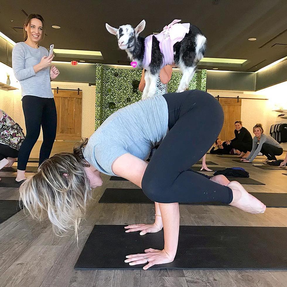 Central Texas Goat Yoga To Be Featured on Shark Tank