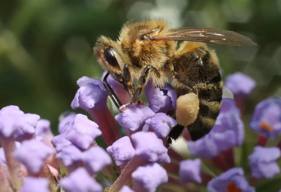Honeybee Numbers Continue To Decline Despite Wildflowers