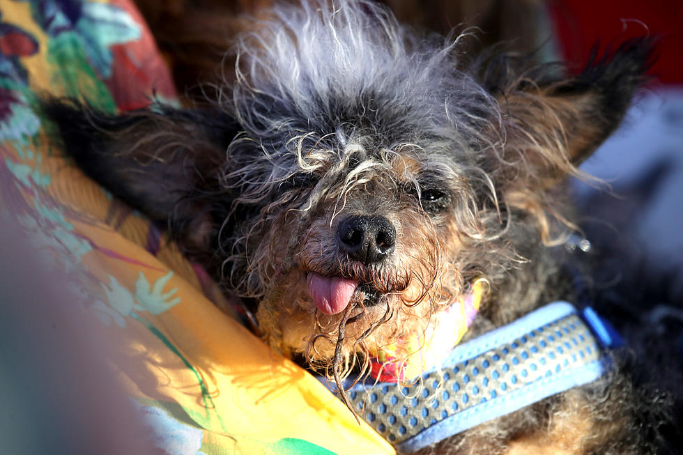 Scamp the Tramp Named World’s Ugliest Dog