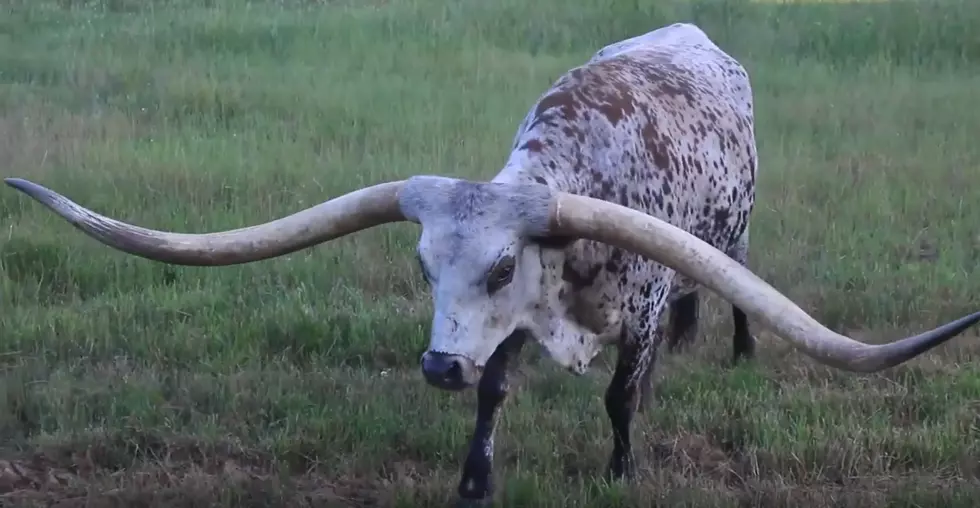 Record Breaking Texas Longhorn Not From Texas