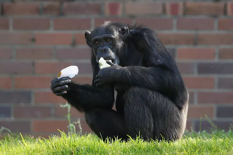 Chimpanzee May Be Loose In Texas