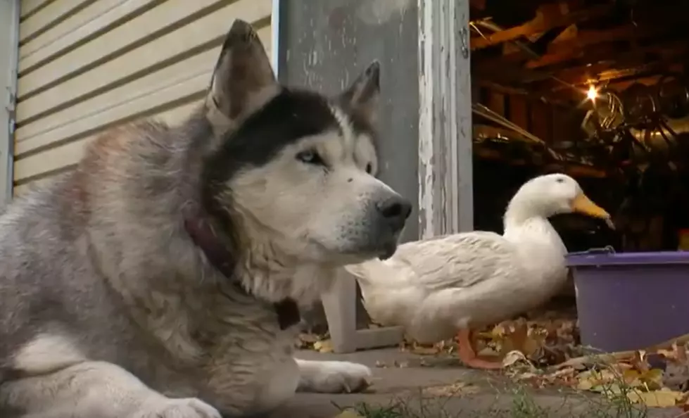 Duck And Dog Best Friends Will Warm Your Heart