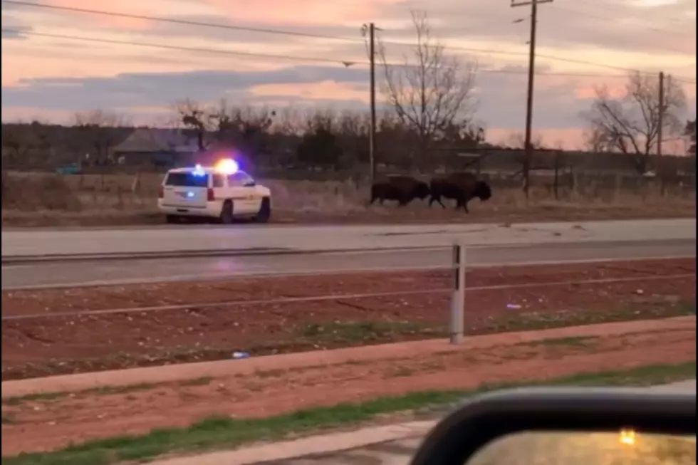 VIDEO: Buffalo Cause Traffic Jam In Buffalo Gap, Texas