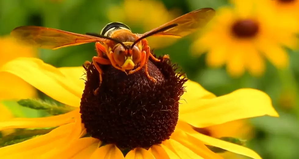 Texas is Home to Cicada Killer Wasps, But Not Murder Hornets