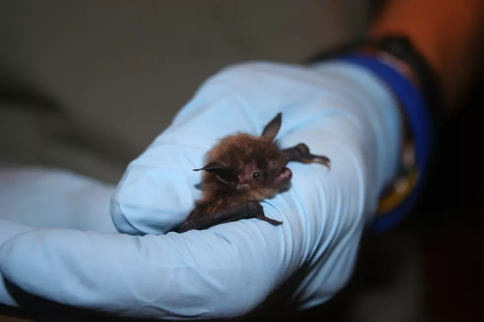Texans, Keep Your Eyes Out For Bats in Distress
