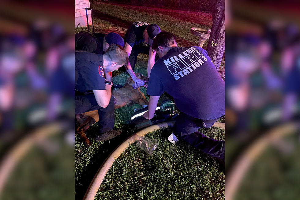 Killeen Firefighters Saved an Adorable Dog From a House Fire
