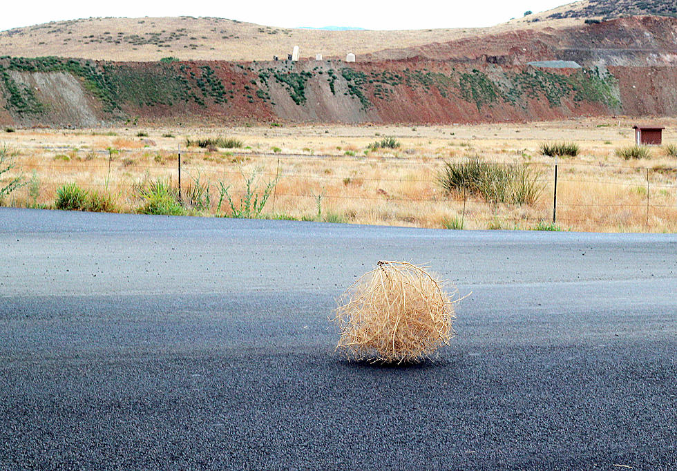 Texas Tumbleweeds are Selling for Big Money on Etsy and eBay