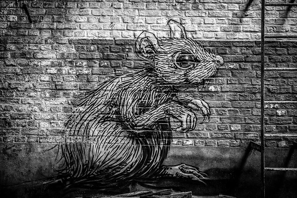 Uh Oh! 2 Texas Cities Show Up on Orkin’s “Rattiest Cities” List