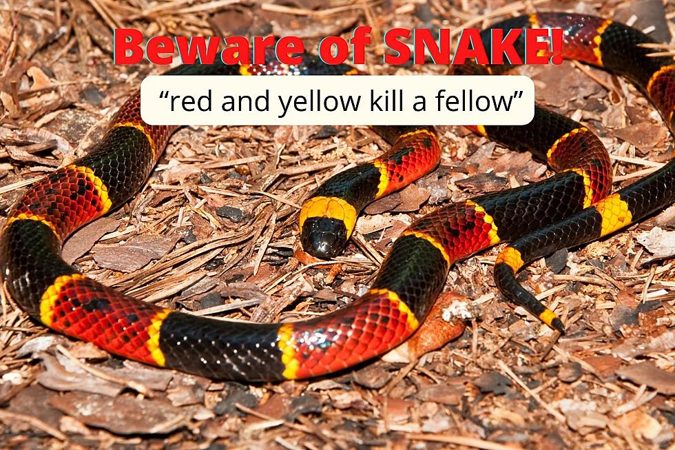 Snake! Texas Kid’s Training and Quick Thinking Saves the Day