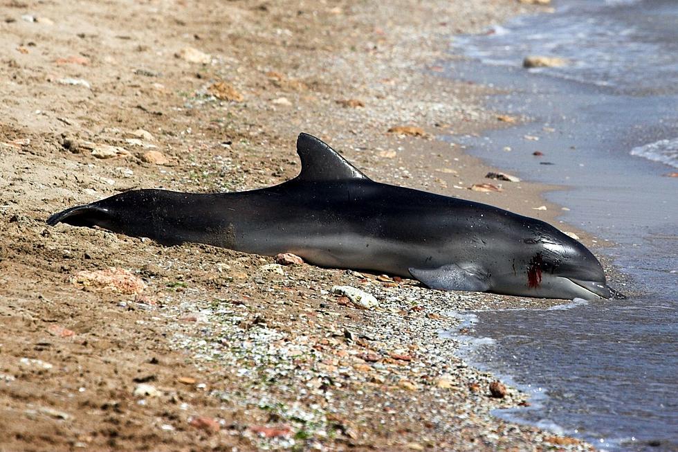 Sick Dolphin Dies After Crowd Tries to Ride Her at Texas Beach