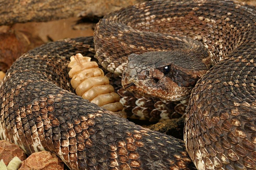 Reptiles on the Loose! Beware, It’s Snake Season in Central Texas