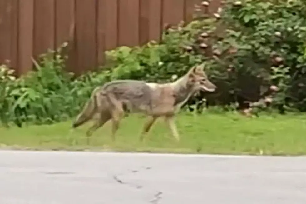 Danger: Coyote That Mauled Texas Toddler Still on the Loose