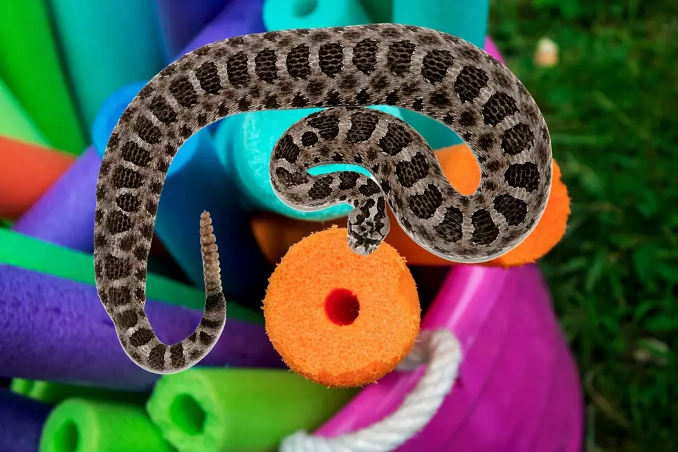 Be Careful! Salado, Texas Family Finds Rattlesnakes Hiding in Pool Toy