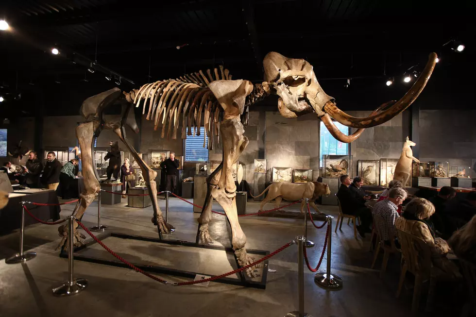 Mammoth Project: Texas Company Wants to Bring Back What Extinct Animal?