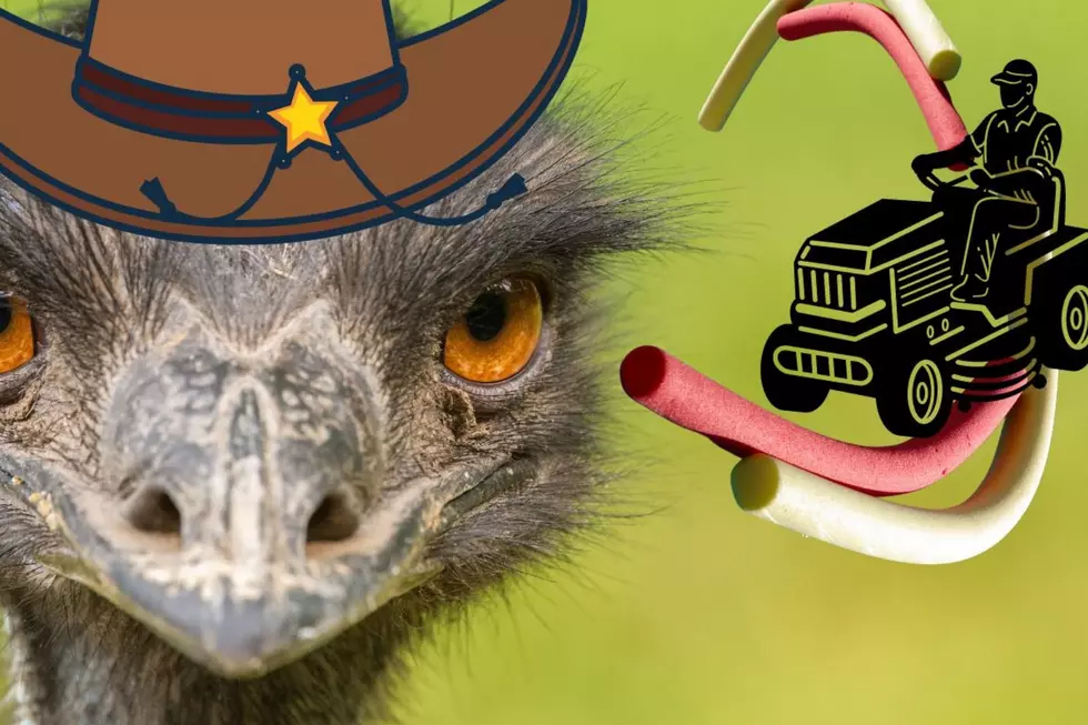 Must See! Funny TikTok Video of Texas Emu, Pool Noodle and Lawn Mower