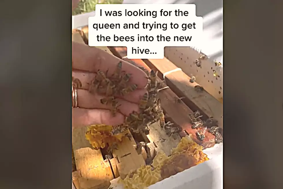 Buzzed: Watch Texas Beekeeper Save Bees With Her Bare Hands on TikTok