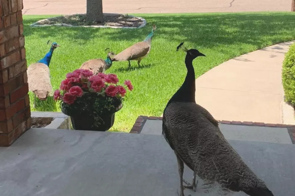 A Pretty Party! Have You Seen These Texas Peacocks?