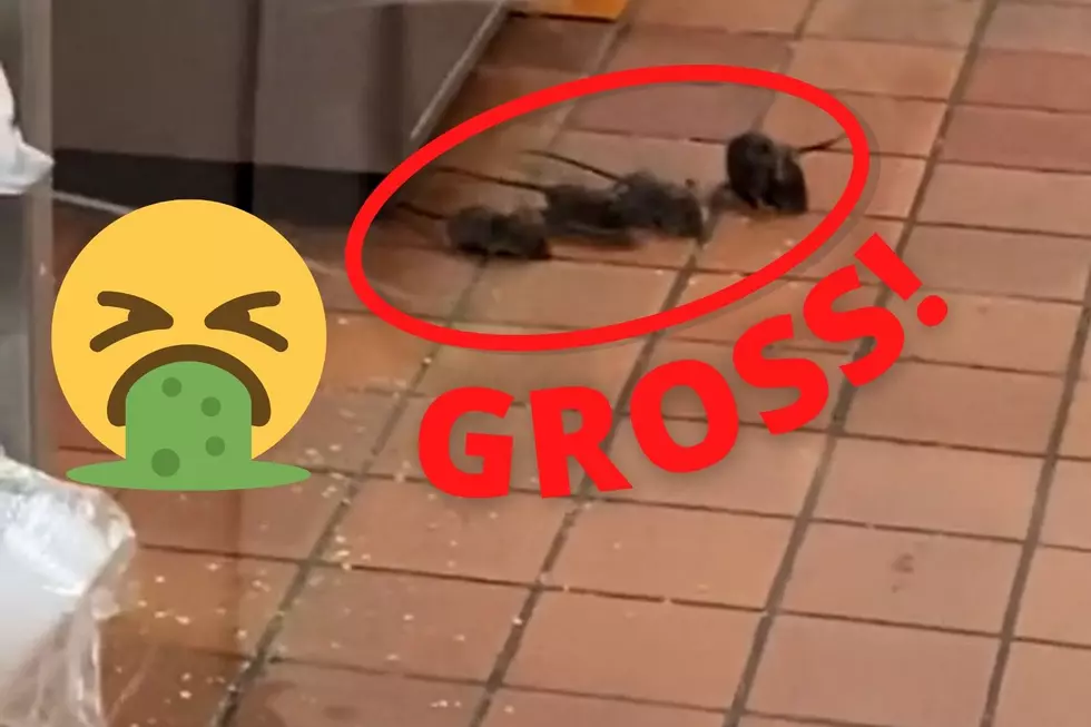 Oh My God! See Viral TikTok Video of Rats Invading a Texas Taco Cabana