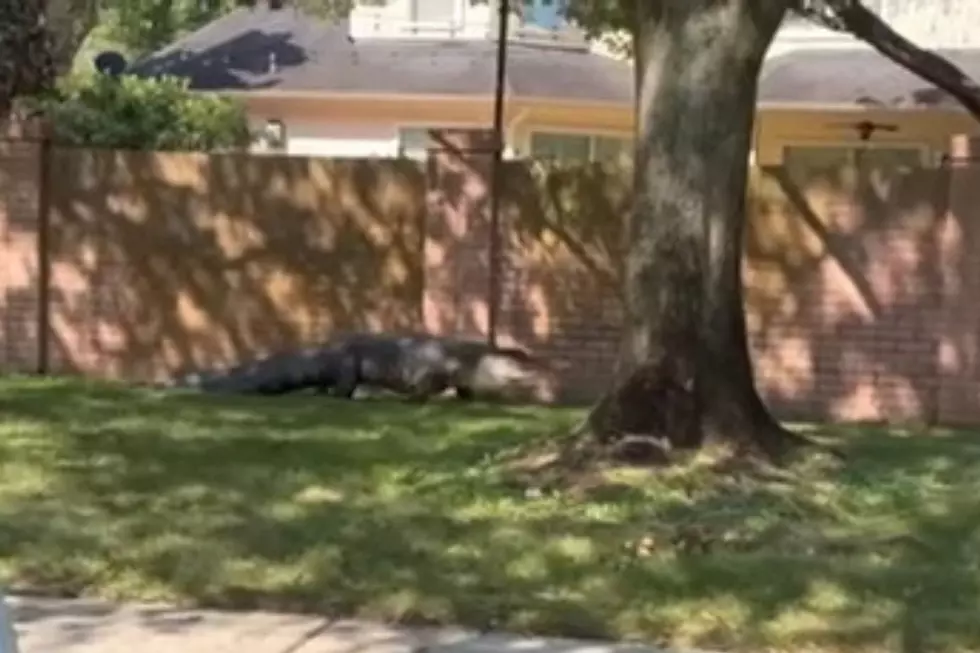 Captured! 11-Foot, 400 Pound Gator Taken into Custody in Katy, Texas