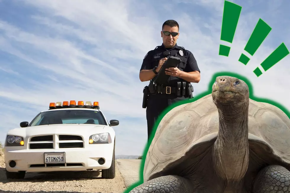 Heroes Found The Half-Shell: Copperas Cove, Texas Police Find Lost Tortoise