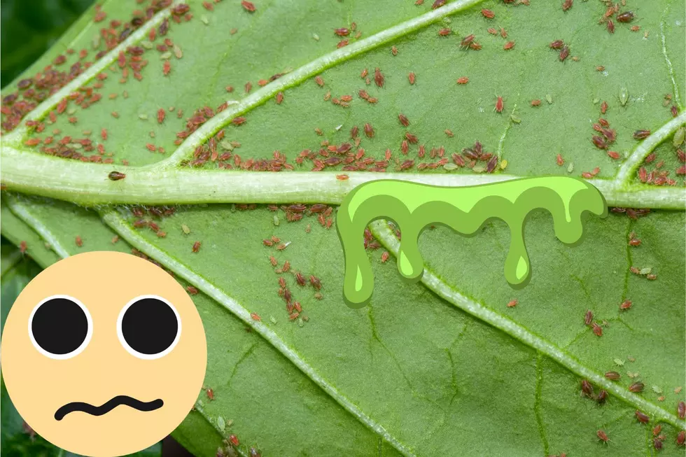 Why is Texas Sticky: Have You Noticed The Goo Around The State?