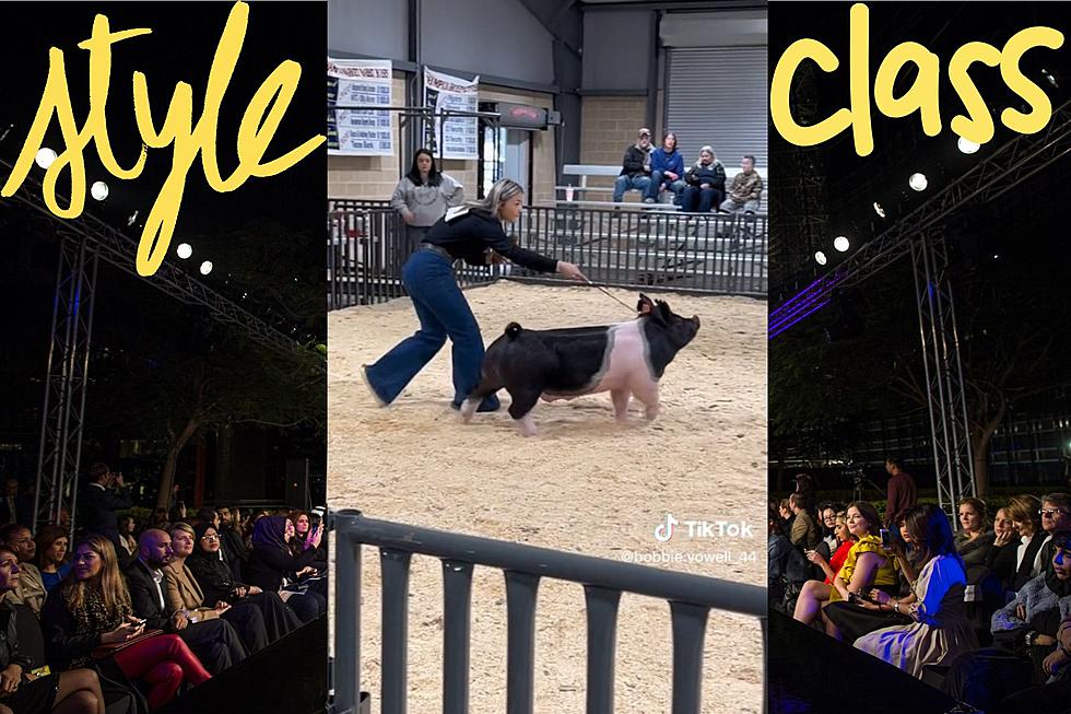 One Pig In Henderson, Texas Steals The Show With Stylish Strut
