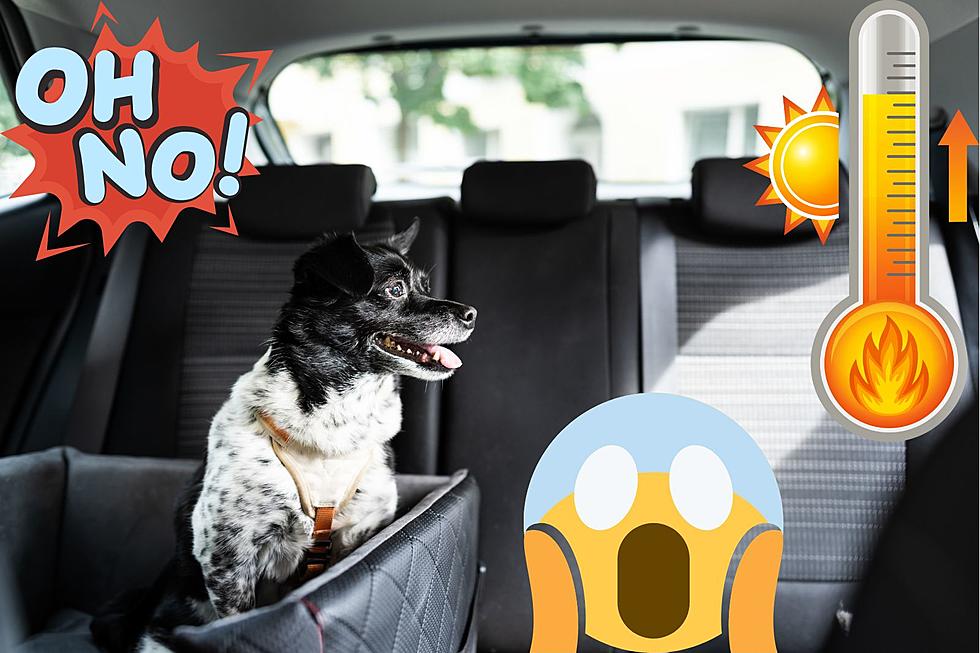 Can You Legally Break A Car Window To Save An Animal In Texas?
