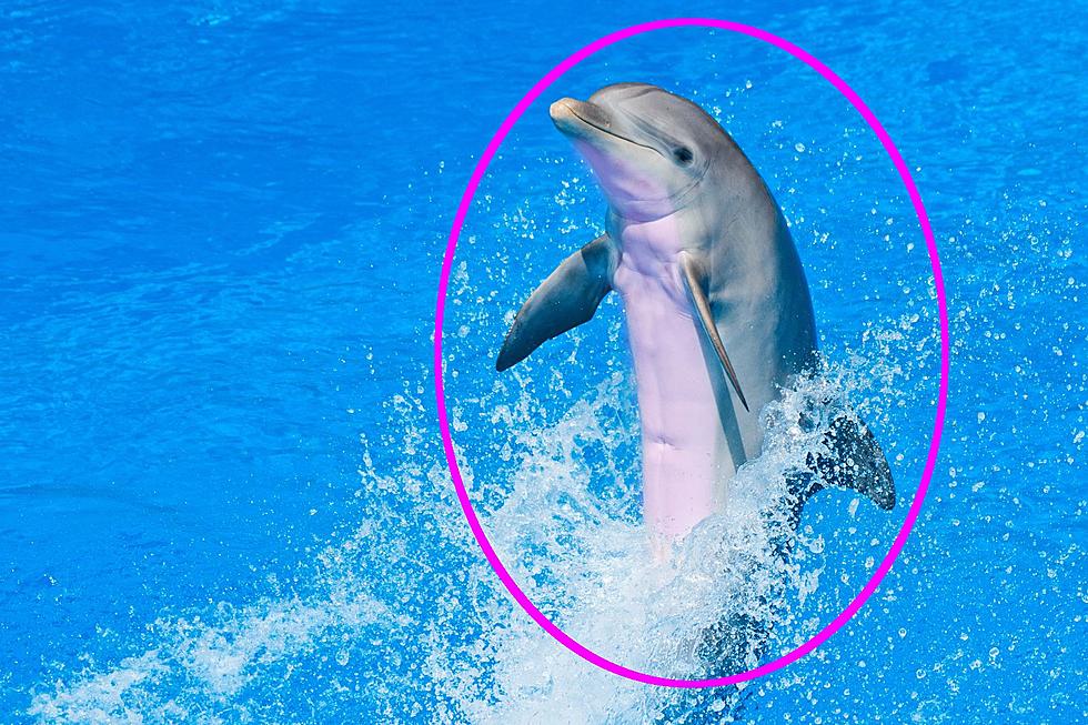 LOOK: How Do Dolphins Handle The Texas Heat? A Color Change Tells Us