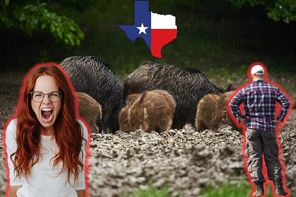 INVASION: One Familiar Animal In Texas Has Farmers Having Fits
