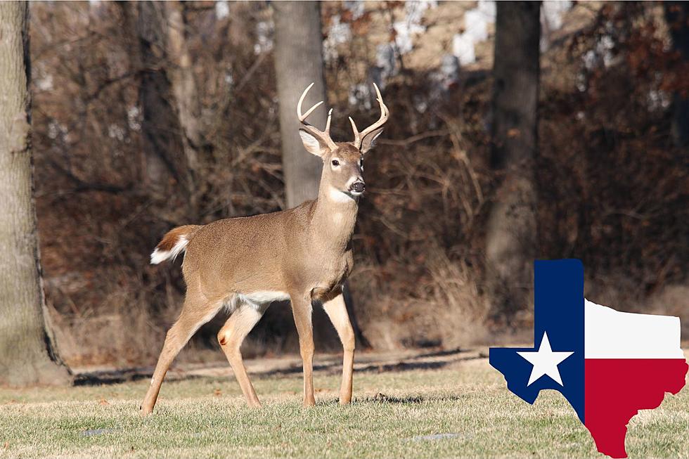 Texas, Deer Hunting Season Looks Promising For 2023-2024