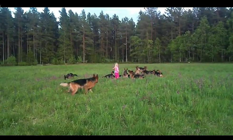 Little Girl Plays with 14 German Shepherds