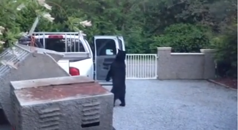 Bearjacked &#8211; Bear Opens Car Door Like a Human