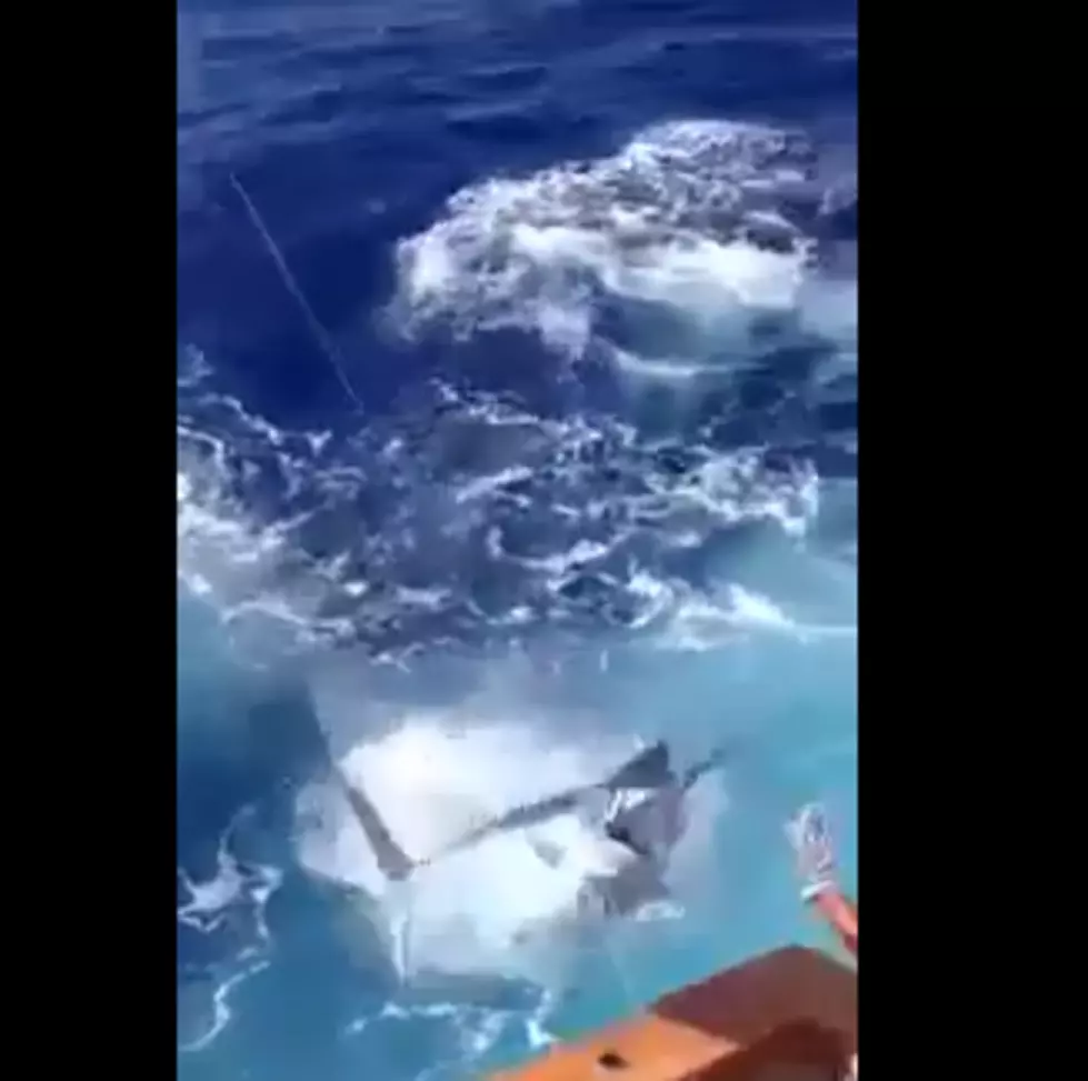 Big Blue Marlin Jumps Into Boat