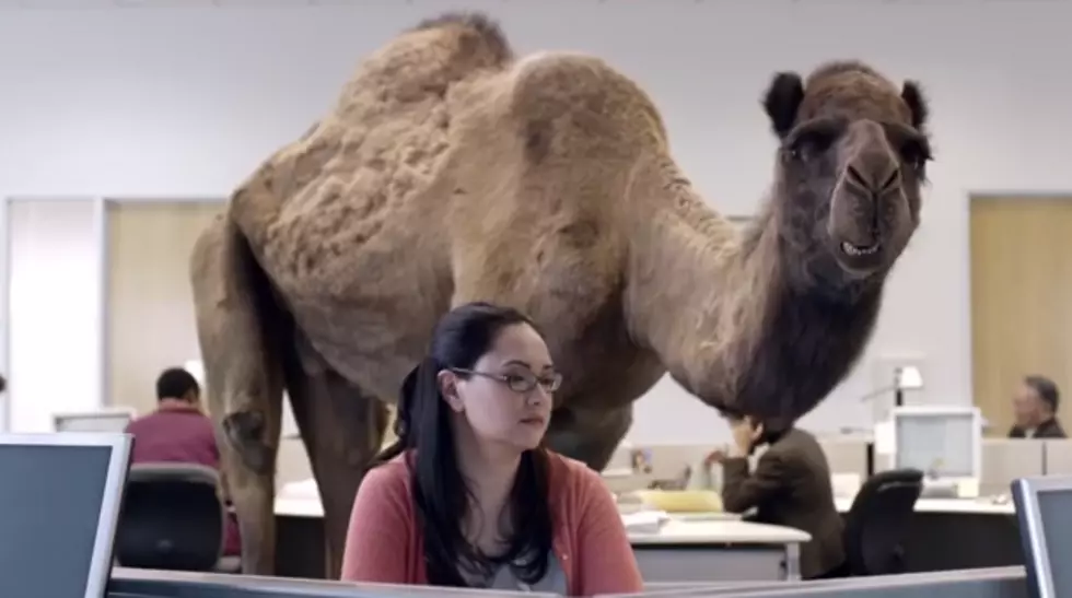 Geico “Hump Day” Commercial Gets People In Trouble