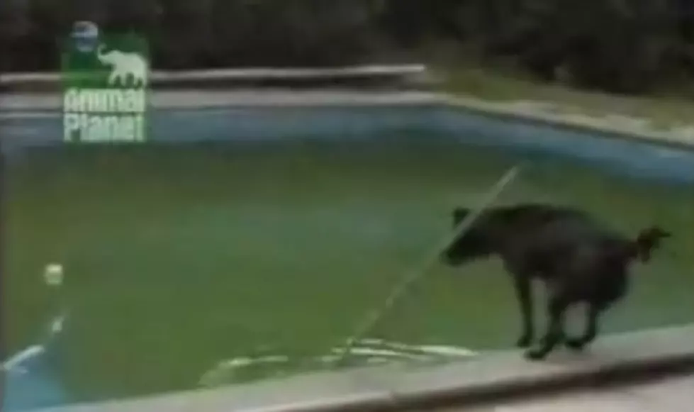 Smart Dog Gets Ball Out of  Pool Without Jumping In [VIDEO]