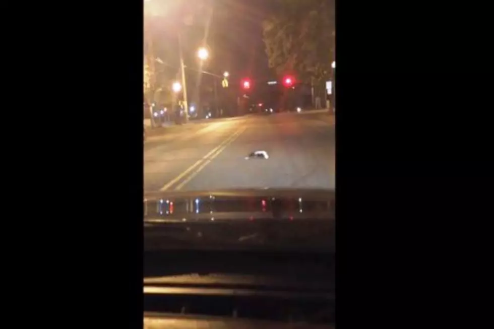 Watch Newly Crowned “Skunk Boy” Perform a Rescue