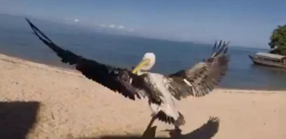 Pelican Learns to Fly with a GoPro Camera Attached to its Beak