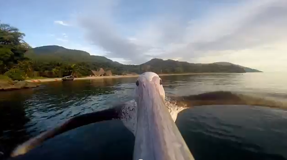Pelican Learns to Fly with a GoPro Camera Attached to its Beak