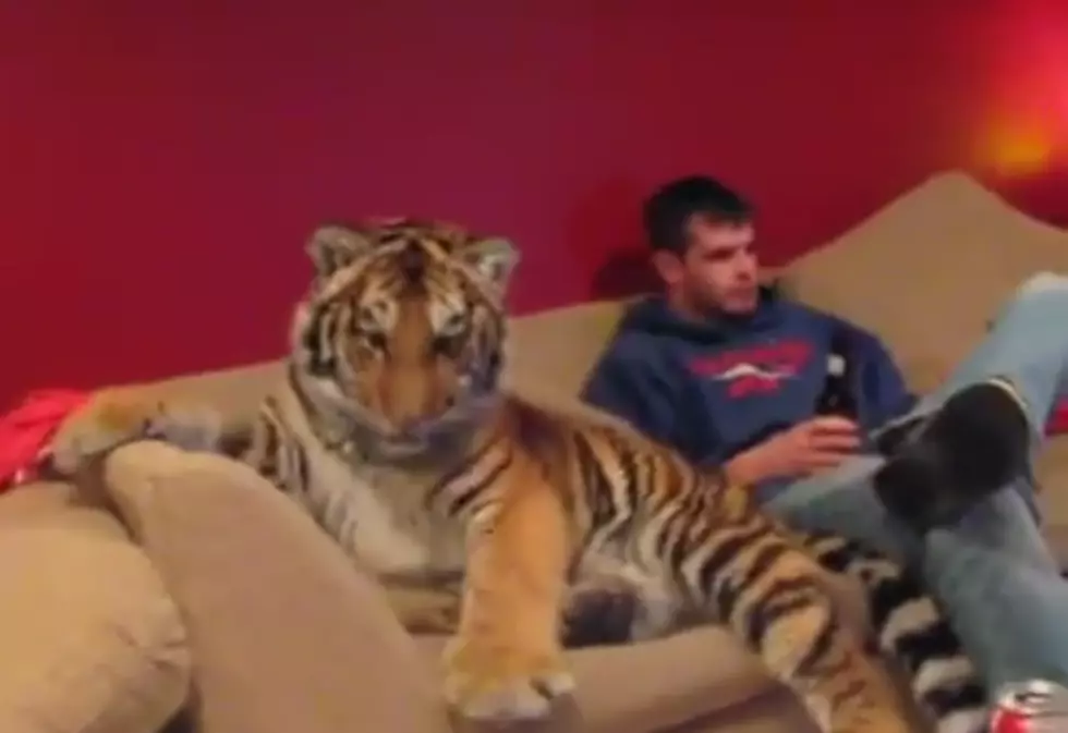 Pet Tiger Cuddles on the Couch and Looks for Food