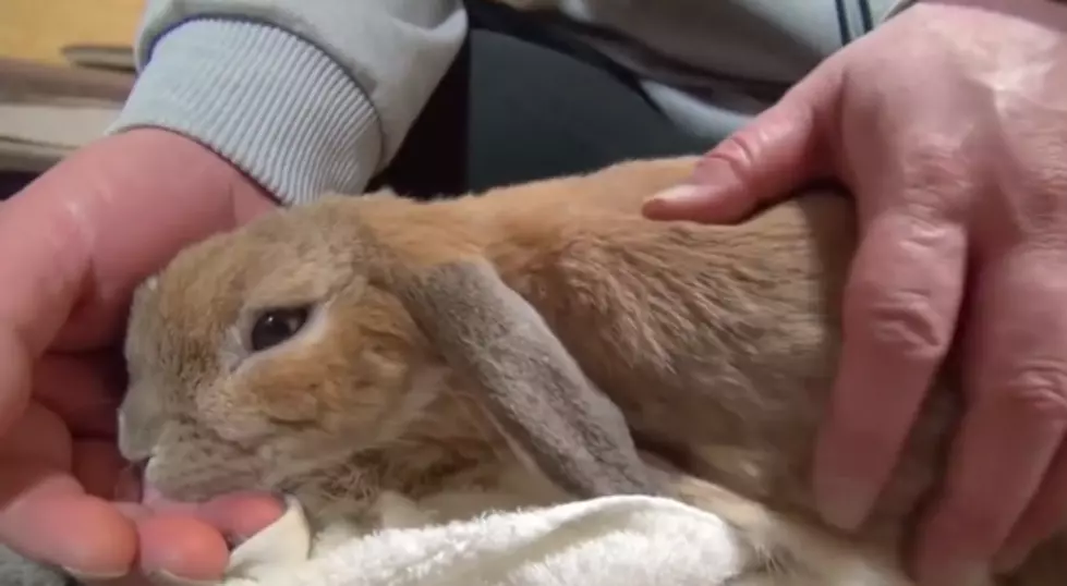Bunny Loves Being Petted but Throws Bunny Tantrum When Petting Stops