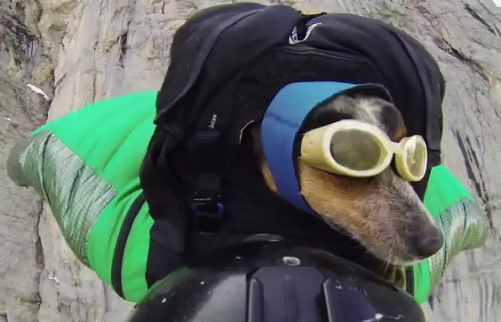 Wing Suit BASE Jumping Dog