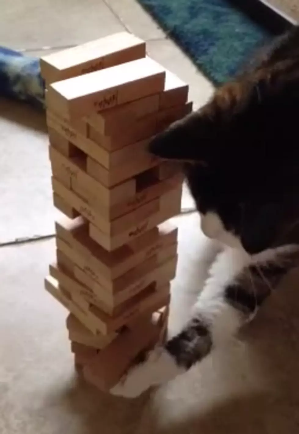Jenga Cat Shows Some Skill