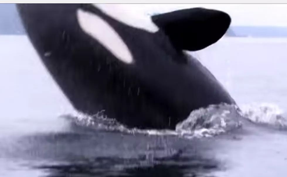 Killer Whale Breaches Next to Kayaker in British Columbia