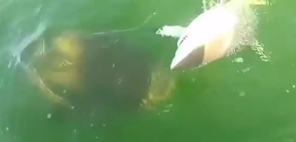 Watch a Grouper Eat a Shark in One Bite