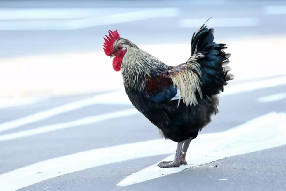 Guy Calls The Cops on a Jaywalking Chicken