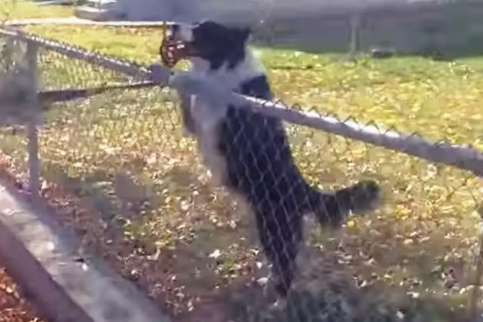 Watch a Dog Trick a Passerby into Playing Fetch