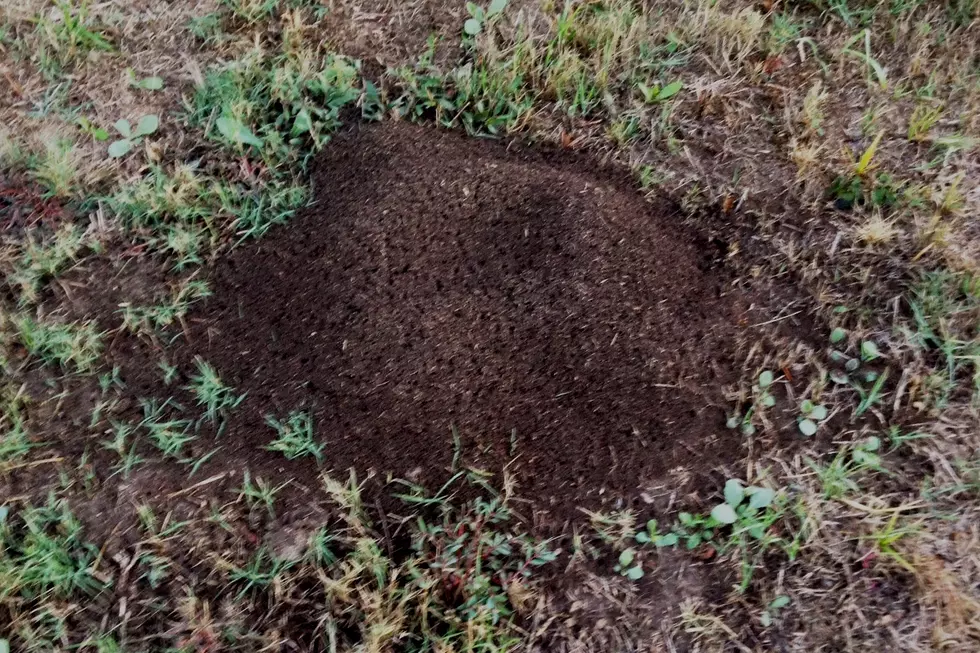 Thanks to the Rain Here Come the Fire Ants