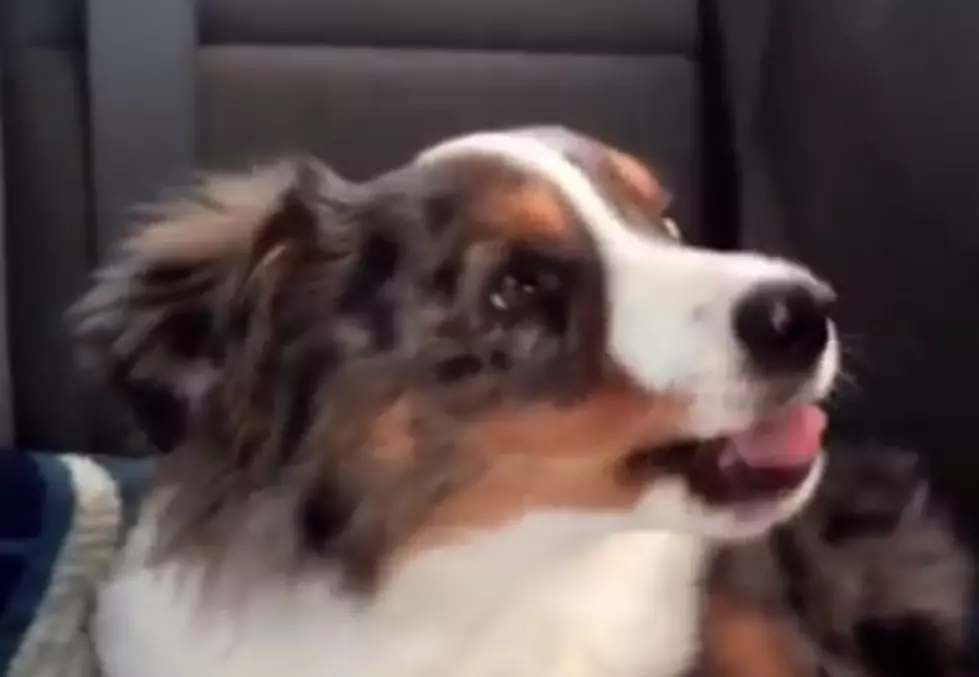 Puppy Wakes Up and Sings Along to Frozen