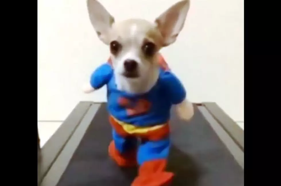Chihuahua Superman Is Real!