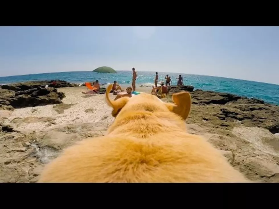 GoPro Camera Captures The Happiest Dog on Earth